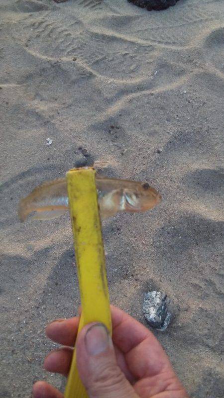 ハゼングからのアジング